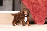 Jax (AKC), a male Poodle - Miniature  for sale in Millersburg, OH – 4 of 6