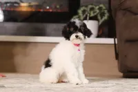Harper, a female Poodle - Miniature  for sale in Millersburg, OH – 3 of 7