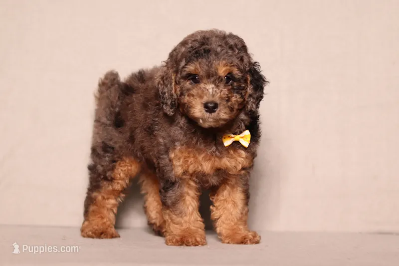 Ace – Poodle - Miniature  puppy for sale in Millersburg, OH