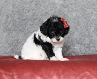 Winnie, a female Poodle - Miniature  for sale in Millersburg, OH – 3 of 4