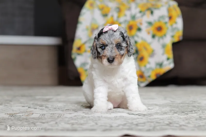 Mabel – Poodle - Miniature  puppy for sale in Millersburg, OH