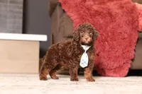Jax (AKC), a male Poodle - Miniature  for sale in Millersburg, OH – 3 of 6