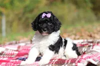 Joisie (AKC), a female Poodle - Miniature  for sale in Millersburg, OH – 2 of 6