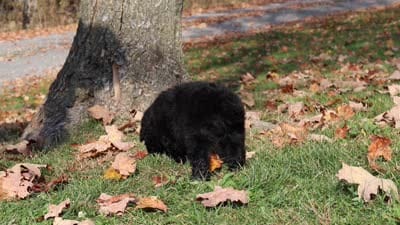 Carter (AKC), a male Poodle - Miniature  for sale in Millersburg, OH – 7 of 7
