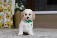 Charlie (AKC), a male Poodle - Miniature  for sale in Millersburg, OH – 4 of 7