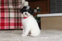 Harper, a female Poodle - Miniature  for sale in Millersburg, OH – 4 of 7