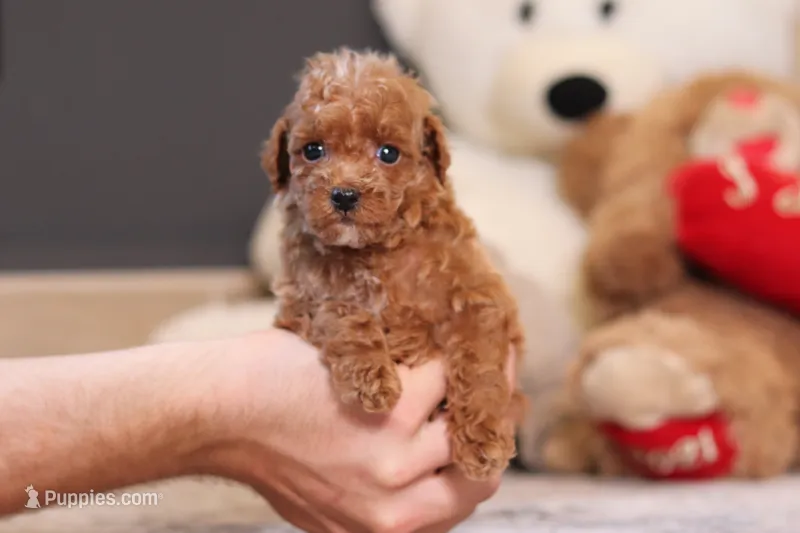 Vince – Poodle - Miniature  puppy for sale in Millersburg, OH