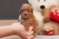 Vince, a male Poodle - Miniature  for sale in Millersburg, OH – 1 of 4