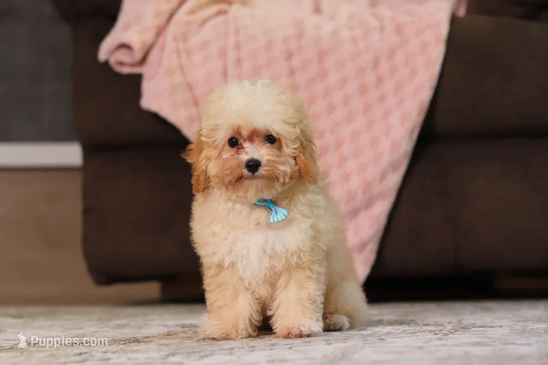 Denver (AKC) – Poodle - Miniature  puppy for sale in Millersburg, OH