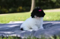 Bailey (AKC), a female Poodle - Miniature  for sale in Millersburg, OH – 3 of 4
