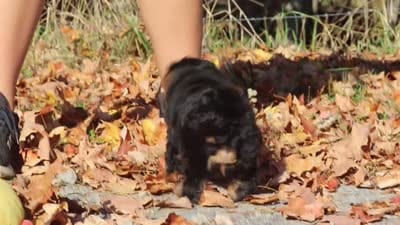 Sophia (AKC), a female Poodle - Miniature  for sale in Millersburg, OH – 6 of 7