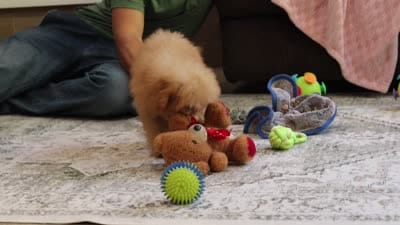 Asher (AKC), a male Poodle - Miniature  for sale in Millersburg, OH – 7 of 7