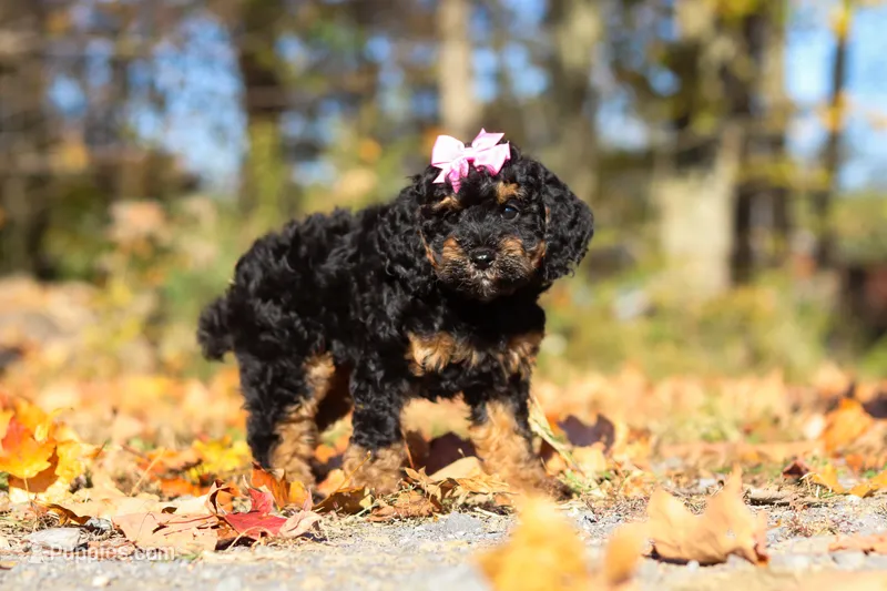 Sophia (AKC) – Poodle - Miniature  puppy for sale in Millersburg, OH