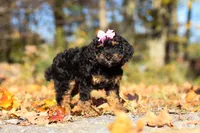 Sophia (AKC), a female Poodle - Miniature  for sale in Millersburg, OH – 1 of 7