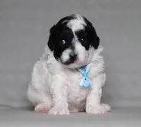 Domino, a male Poodle - Miniature  for sale in Millersburg, OH – 5 of 6