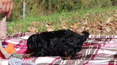 Della, a female Cavapoo for sale in Millersburg, OH – 7 of 7