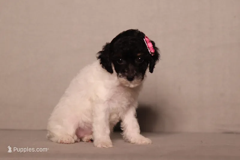 Holly – Poodle - Miniature  puppy for sale in Millersburg, OH