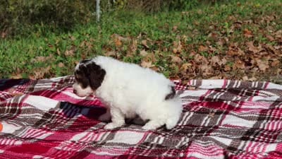 Judd (AKC), a male Poodle - Miniature  for sale in Millersburg, OH – 6 of 6