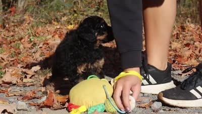 Sterling (AKC), a male Poodle - Miniature  for sale in Millersburg, OH – 9 of 9