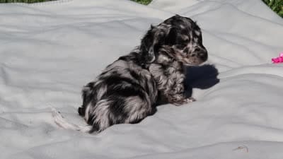 Brielle (AKC), a female Dachshund for sale in Millersburg, OH – 5 of 5