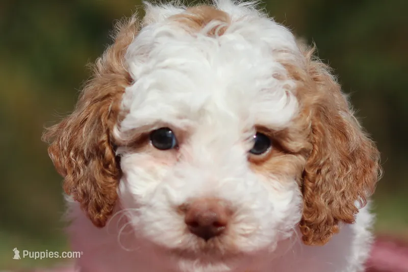 Alfie (AKC) – Poodle - Miniature  puppy for sale in Millersburg, OH