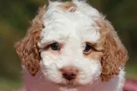 Alfie (AKC), a male Poodle - Miniature  for sale in Millersburg, OH – 1 of 5