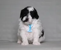 Domino, a male Poodle - Miniature  for sale in Millersburg, OH – 6 of 6