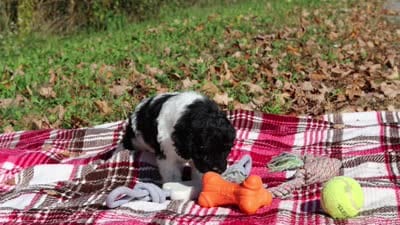 Joisie (AKC), a female Poodle - Miniature  for sale in Millersburg, OH – 6 of 6