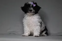 Rose, a female Poodle - Toy  for sale in Millersburg, OH – 2 of 5