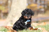 Carson (AKC), a male Poodle - Miniature  for sale in Millersburg, OH – 7 of 8