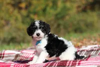 Jace (AKC), a male Poodle - Miniature  for sale in Millersburg, OH – 2 of 6