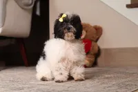 Rose, a female Poodle - Toy  for sale in Millersburg, OH – 3 of 5