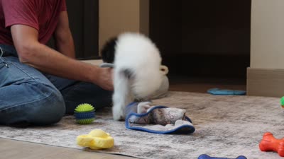 Amber, a female Poodle - Miniature  for sale in Millersburg, OH – 7 of 7