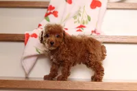 Vince (AKC), a male Poodle - Miniature  for sale in Millersburg, OH – 7 of 8