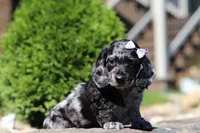 Bristol (AKC), a female Dachshund for sale in Millersburg, OH – 2 of 5