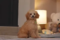 Asher (AKC), a male Poodle - Miniature  for sale in Millersburg, OH – 3 of 7