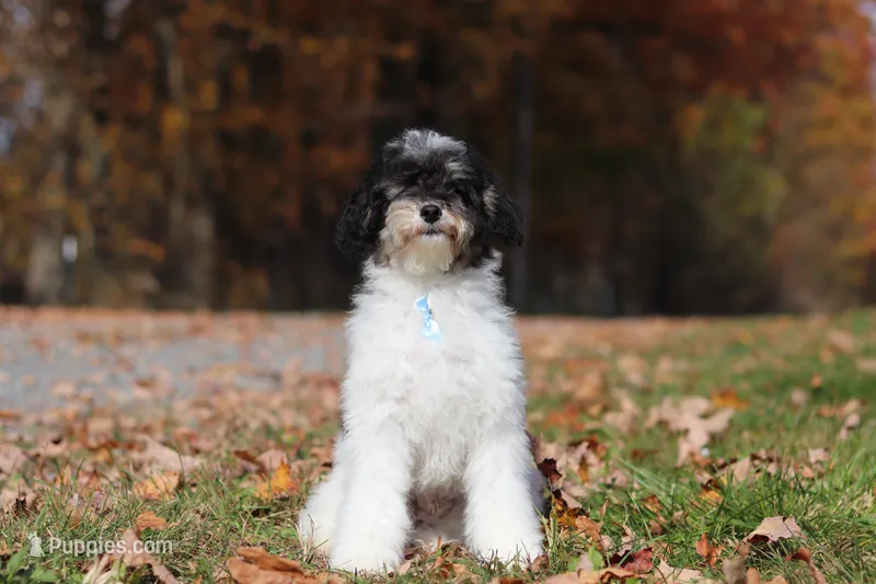 Hunter (AKC) – Poodle - Miniature  puppy for sale in Millersburg, OH