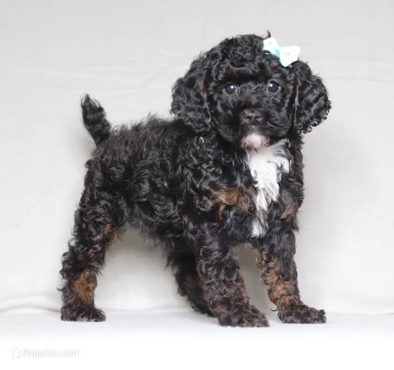 Ember – Poodle - Miniature  puppy for sale in Millersburg, OH