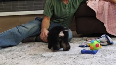 Axel (AKC), a male Poodle - Miniature  for sale in Millersburg, OH – 7 of 7