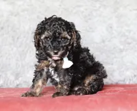Ranger, a male Poodle - Miniature  for sale in Millersburg, OH – 3 of 3
