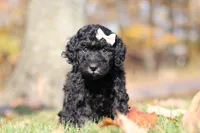 Janice (AKC), a female Poodle - Miniature  for sale in Millersburg, OH – 3 of 6