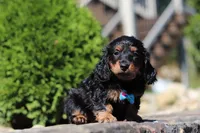 Benson (AKC), a male Dachshund for sale in Millersburg, OH – 2 of 5