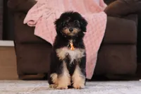 Atlas, a male Poodle - Miniature  for sale in Millersburg, OH – 2 of 7