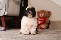 Rose, a female Poodle - Toy  for sale in Millersburg, OH – 2 of 5