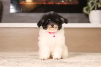 Amber, a female Poodle - Miniature  for sale in Millersburg, OH – 3 of 7