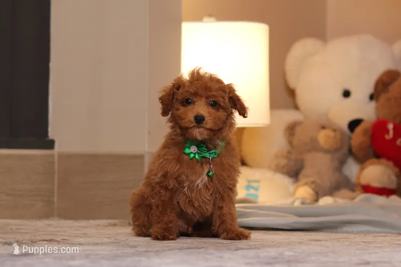 Vince (AKC) – Poodle - Miniature  puppy for sale in Millersburg, OH