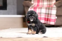 Axel, a male Poodle - Miniature  for sale in Millersburg, OH – 3 of 5