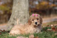 Jewel (AKC), a female Poodle - Miniature  for sale in Millersburg, OH – 3 of 7
