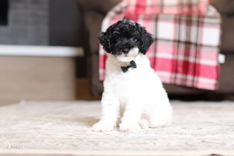 Harley – Poodle - Miniature  puppy for sale in Millersburg, OH