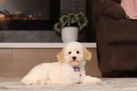 Maisie (AKC), a female Poodle - Miniature  for sale in Millersburg, OH – 3 of 7